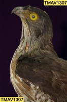 鳳頭蒼鷹藏品圖，第11張